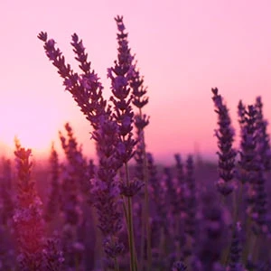 Regenerace v Pentagramu® brožura